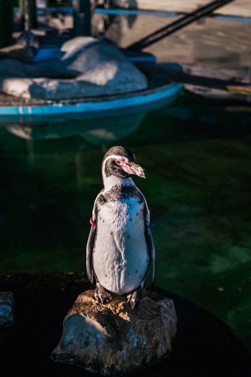 ペンギン