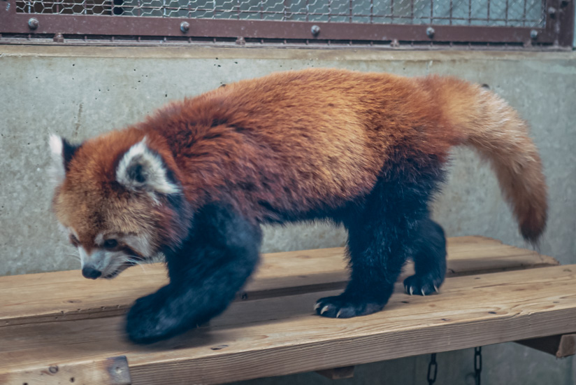 レッサーパンダ