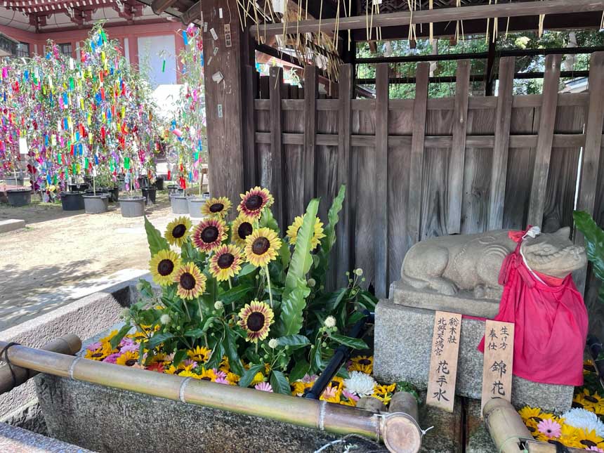 北野天満宮・ひまわり-3