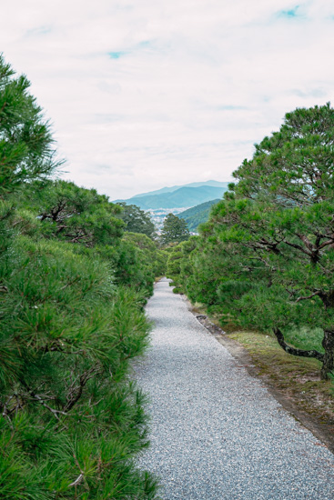 松並木