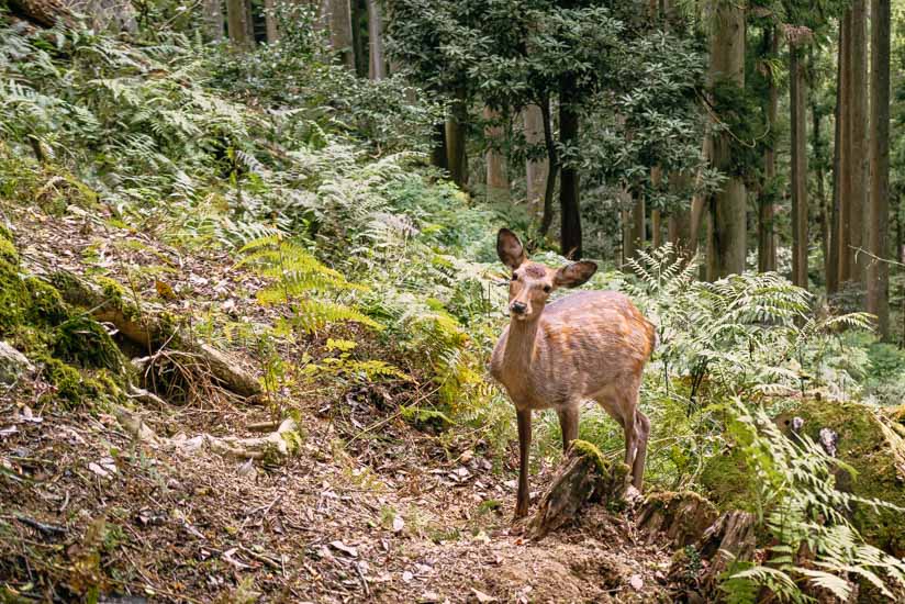 鹿と遭遇