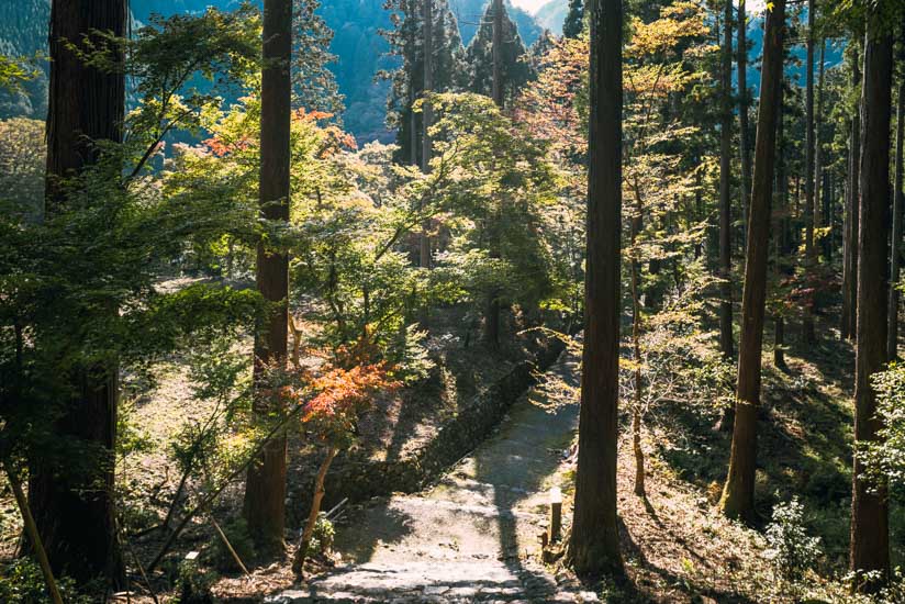 金堂から表参道を見下ろす