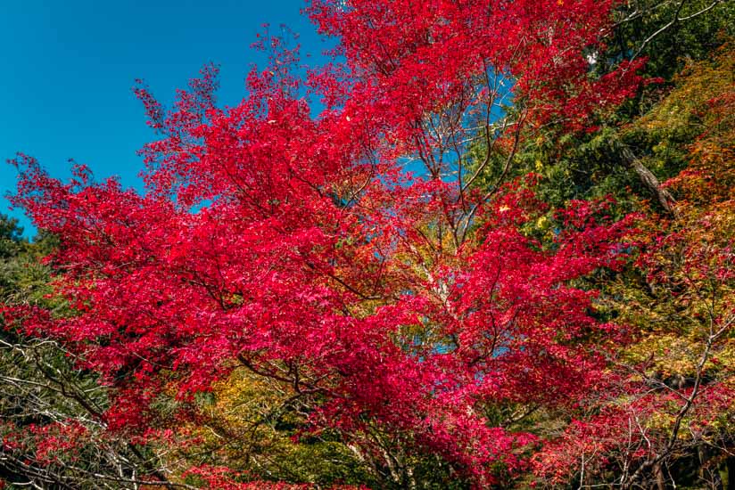 参道沿いの紅葉