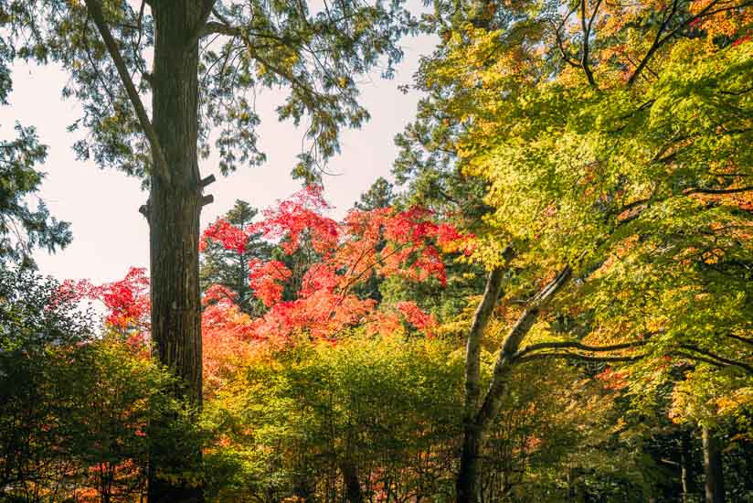 紅葉はまだ一部