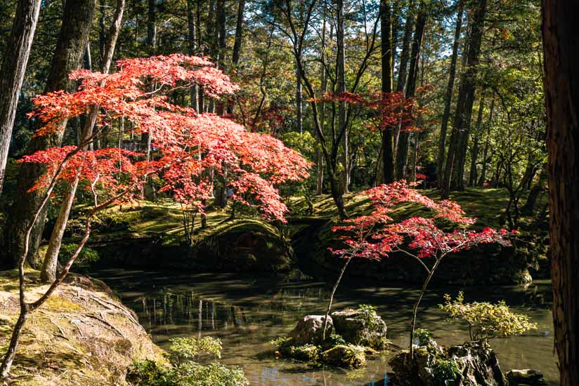 紅くなりかけの景色