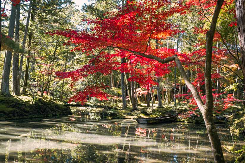 池の水の反射