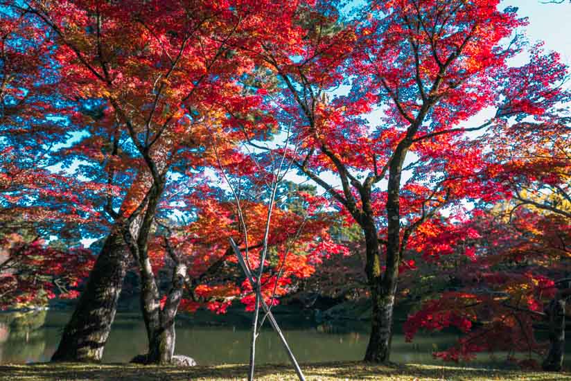 紅葉している木