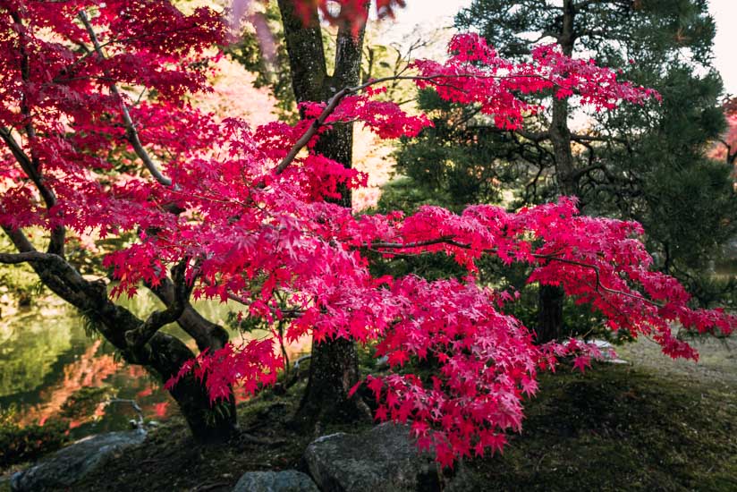 紅くなっている葉