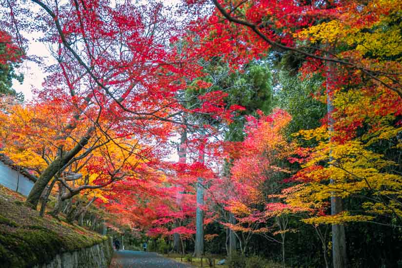 勅使門前の曼殊院道