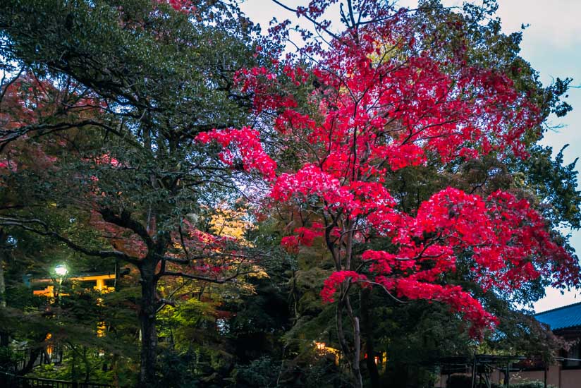 吉田山を登る