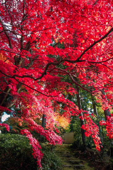 見事な紅葉