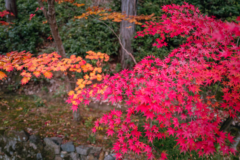 素晴らしい紅葉