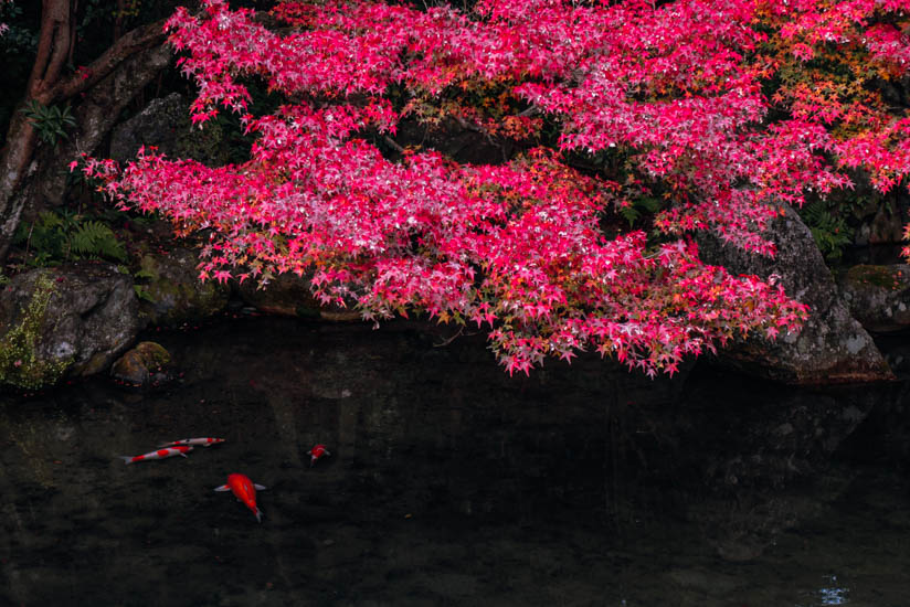 池で泳ぐ鯉と紅葉