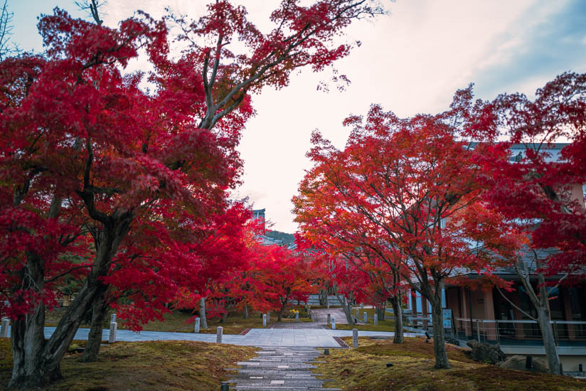 見事な紅葉