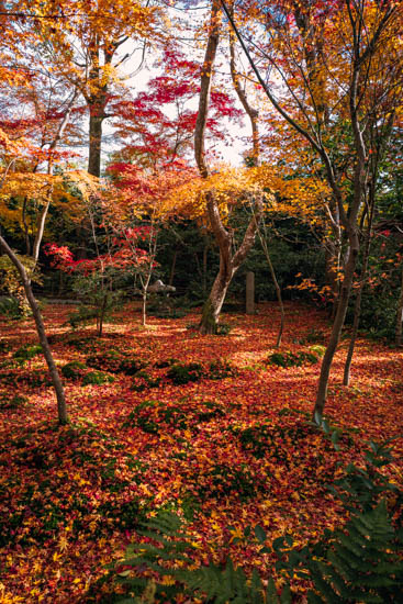 風情のある紅葉