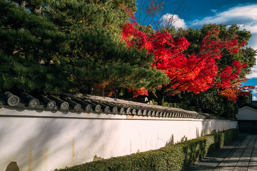 外壁の紅葉