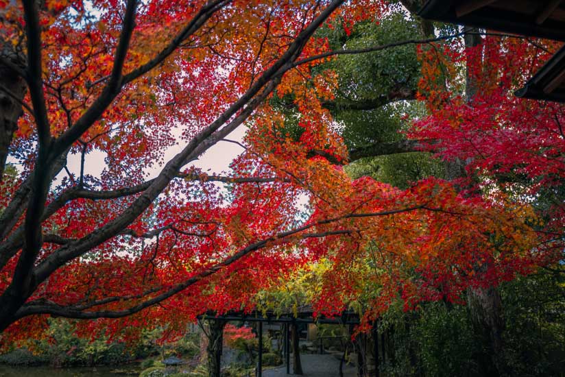 池の周りの紅葉