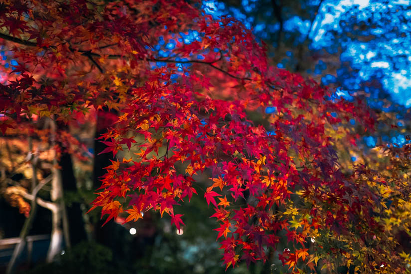 1050995-kitano-momiji