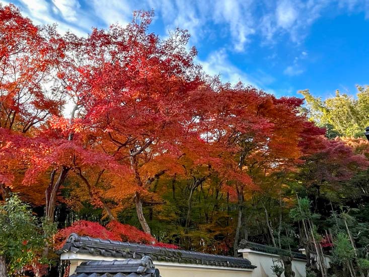 総門の手前が紅葉