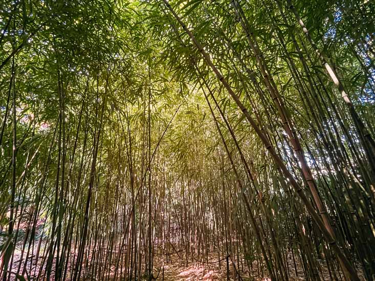 竹林も清々しい雰囲気