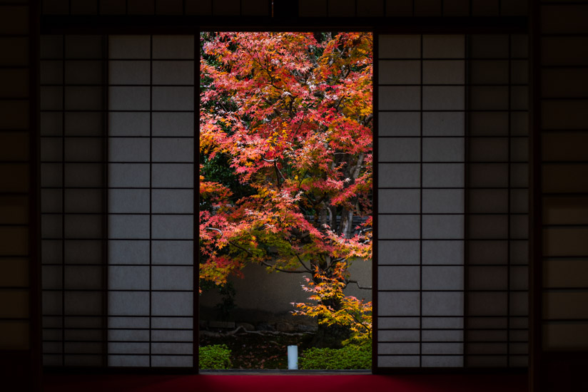 質で魅せる紅葉