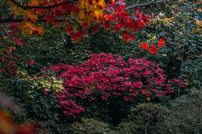 色彩豊かな紅葉