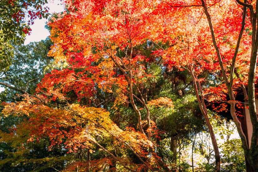 種々の紅葉が観られた