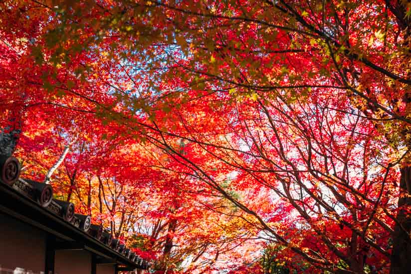 素晴らしい紅葉