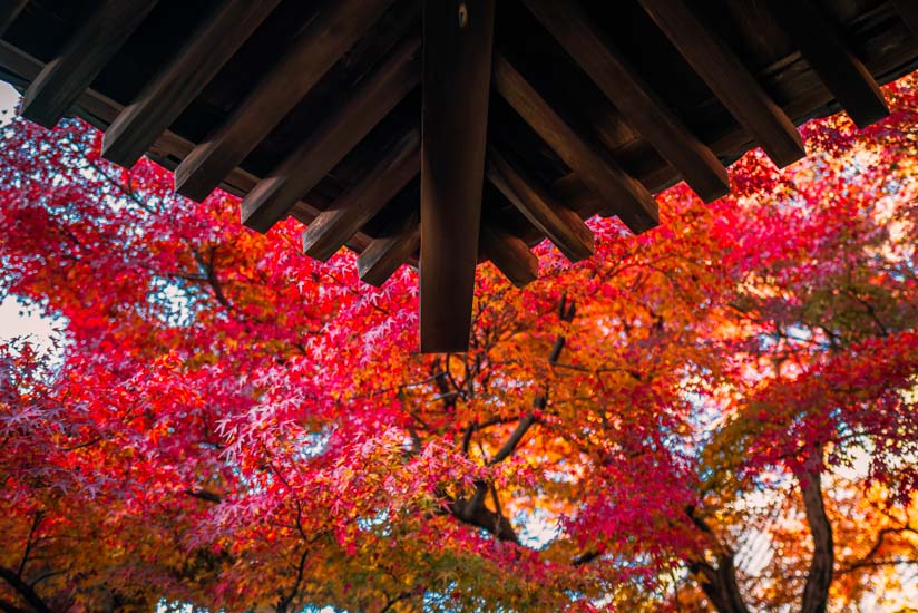 礼堂周りの紅葉