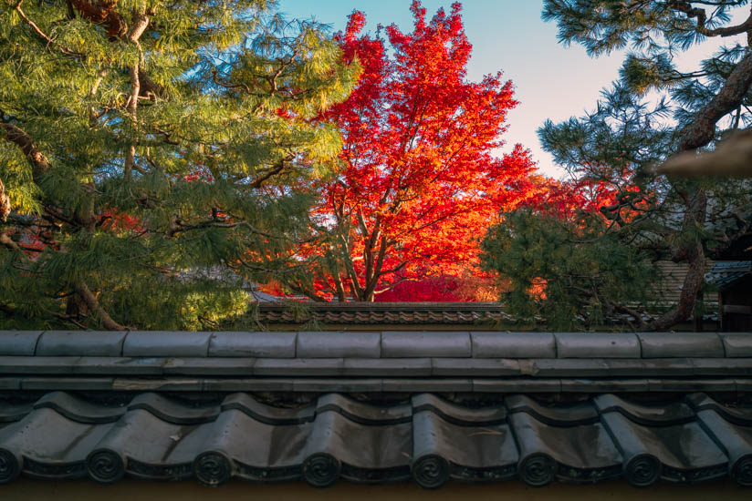 夕陽に照らされた紅葉