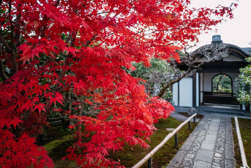 紅葉は素晴らしい状態