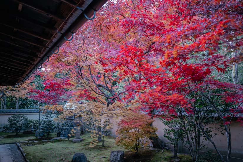 北庭の紅葉