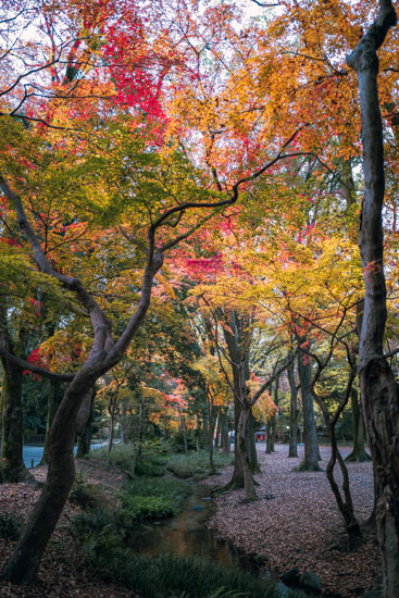 糺の森の散歩