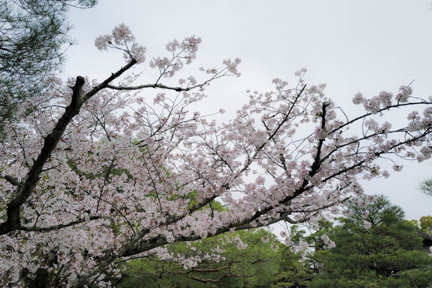 満開時の素晴らしい桜
