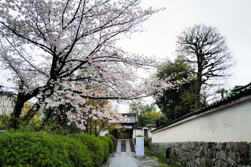 見どころの多い建仁寺の桜