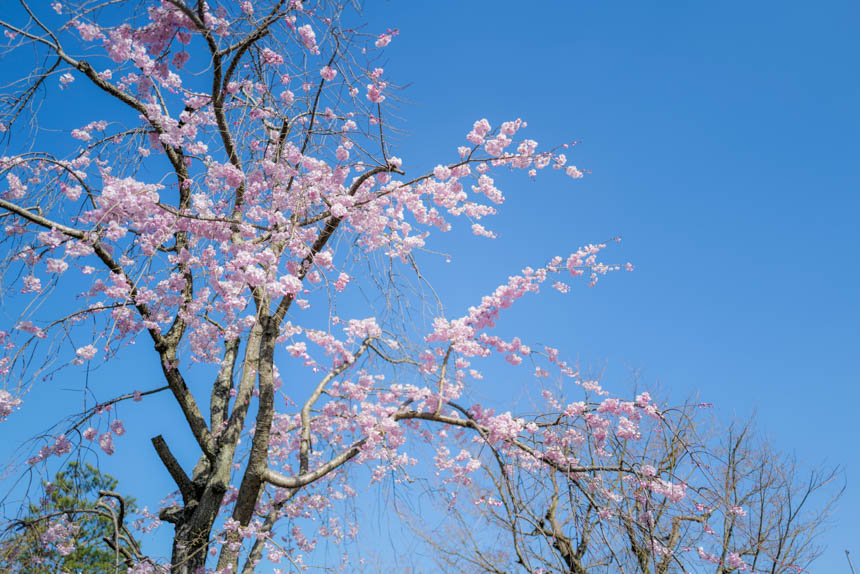 ねねの道の満開の桜