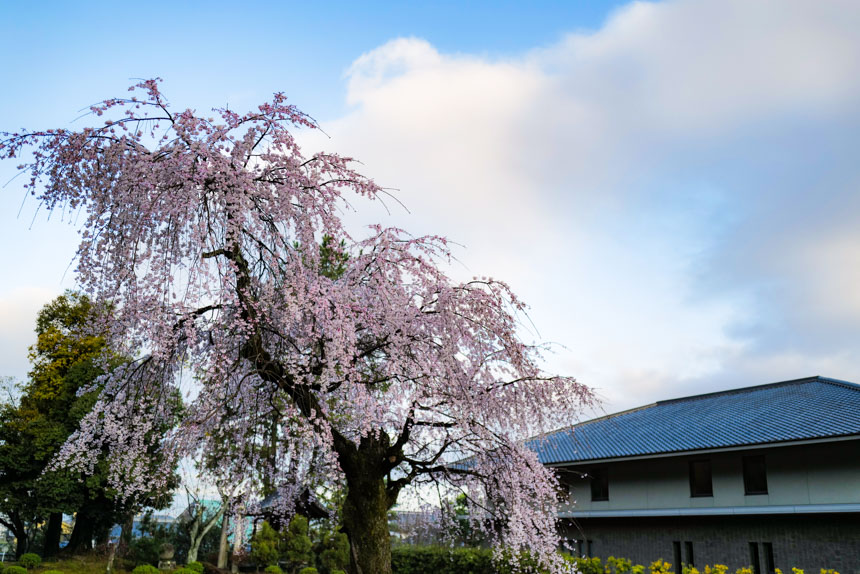 南禅会館前の桜