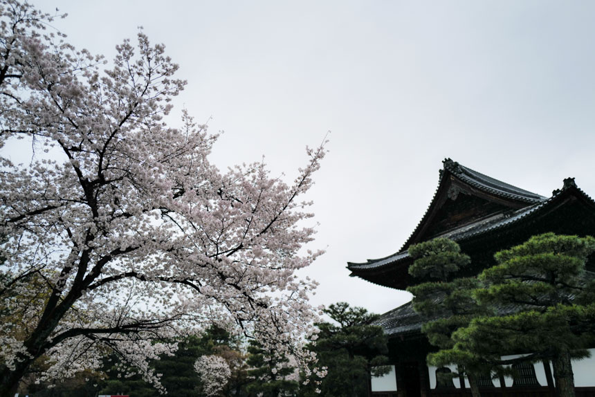 桜が満開な法堂の前