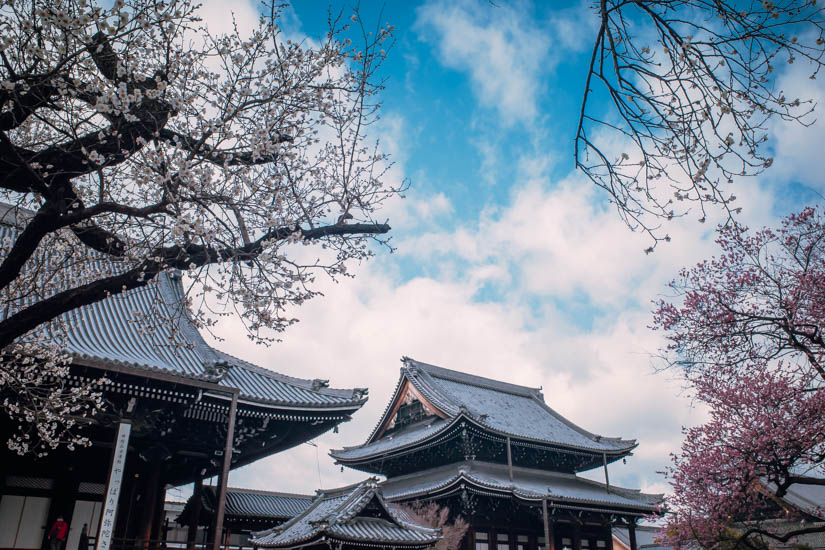 梅が咲く寺院