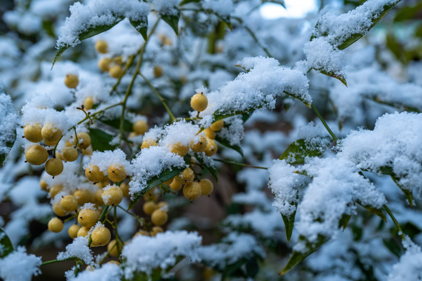 雪がかかった千両の花