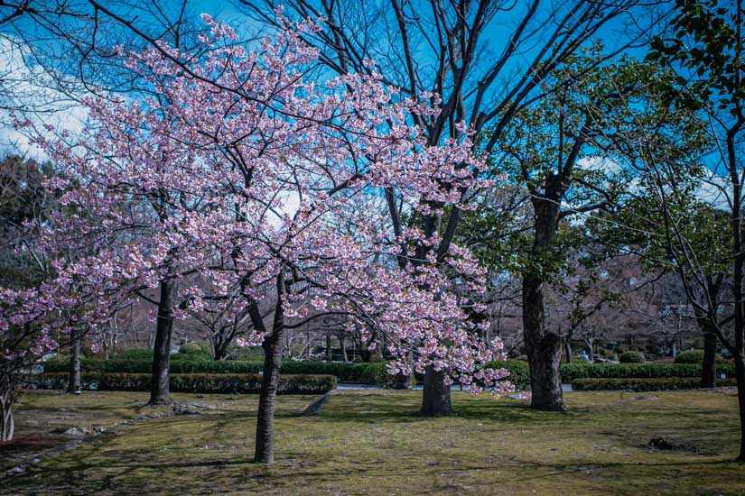 河津桜