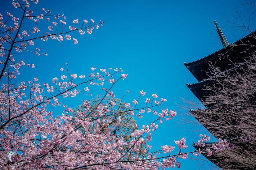 五重塔と河津桜