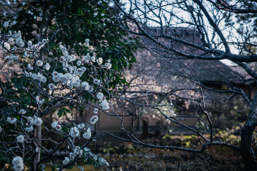 神苑の雰囲気