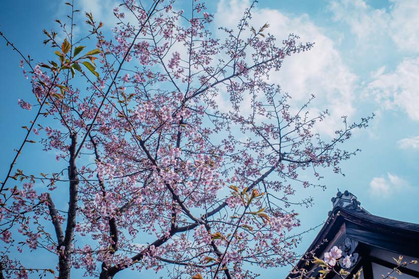 河津桜