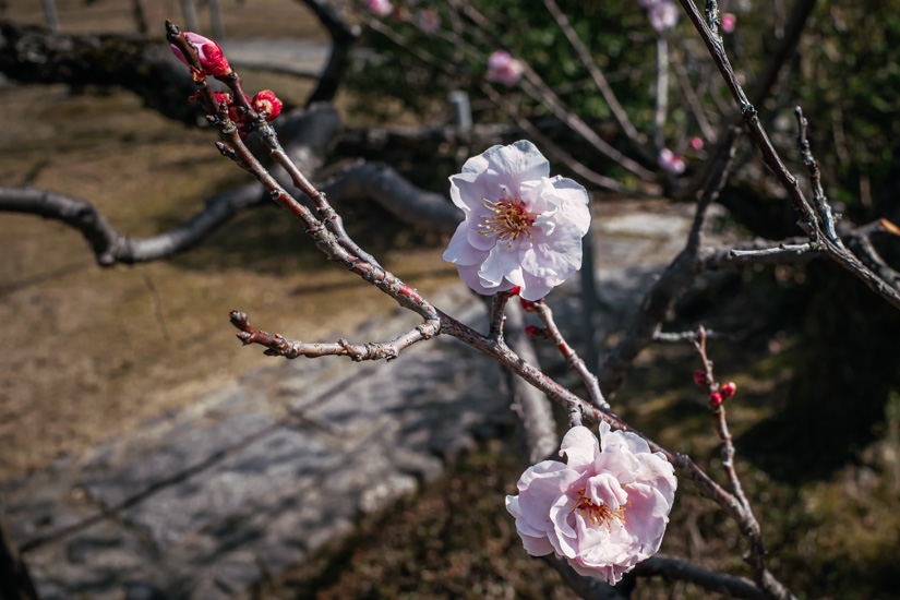 zuishinin-bairin-002394