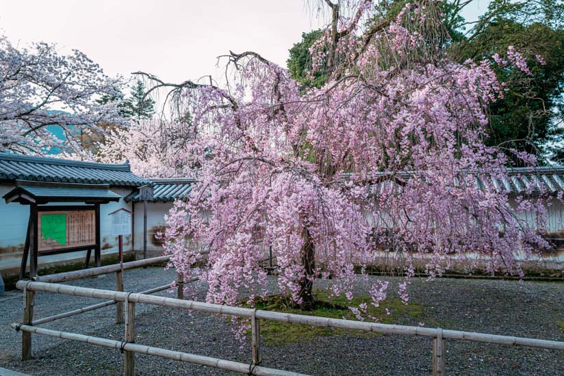 総門前の桜