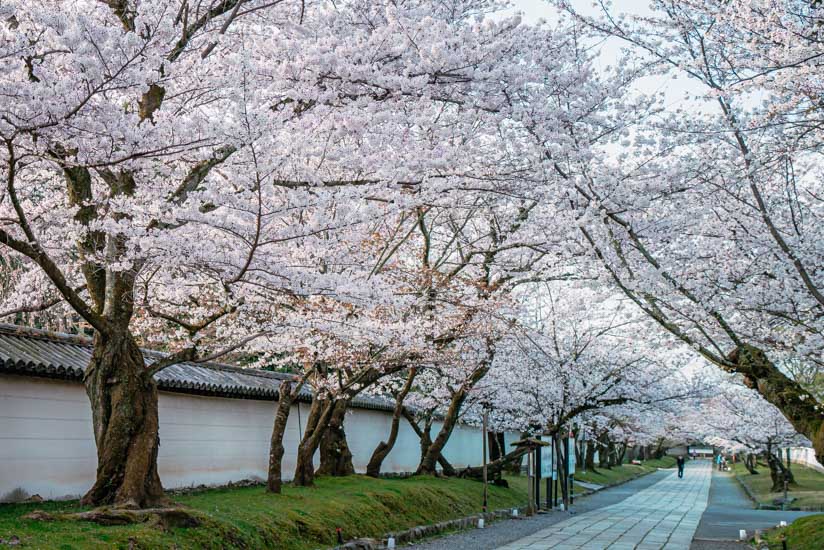 満開の桜