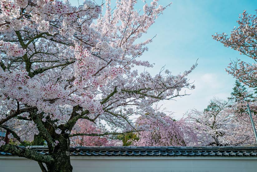 桜馬場沿いの桜