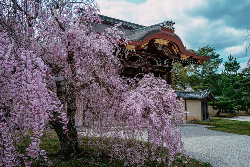 勅使門と枝垂れ桜