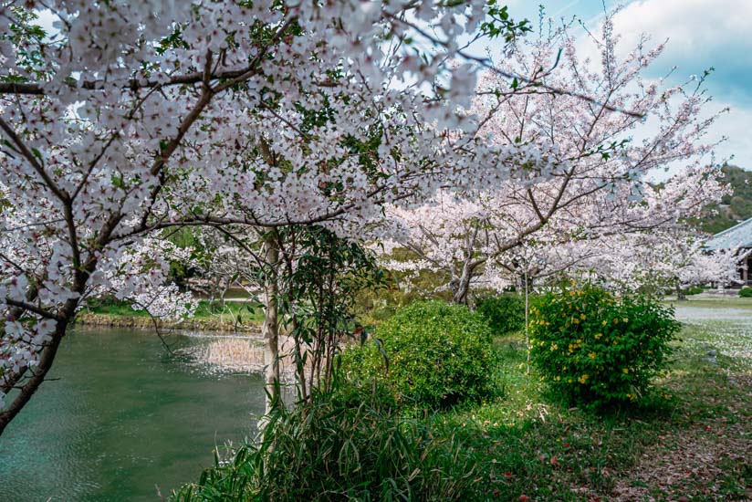 快適に散歩と花見